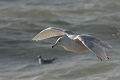 glaucous gull, glaucous gulls-05